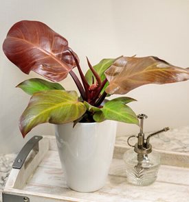 Prismacolor™ Fall Leaves™ Blushing Philodendron