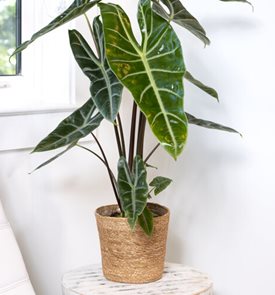 Mythic® Longiloba Alocasia