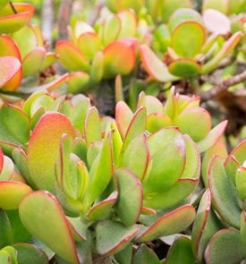 Jade Plant: How to Grow and Care for Jade Plants | Garden Design