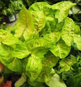 'Berry Allusion' arrowhead vine