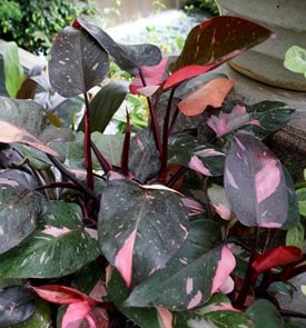 Pink Princess Philodendron