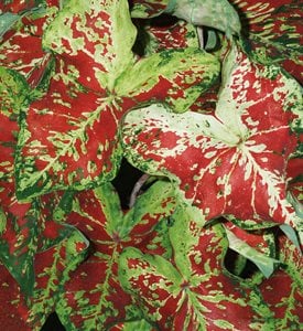 'Mesmerized' caladium - Photo by: Proven Winners.