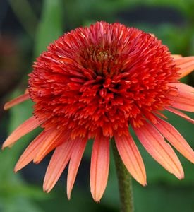 Coneflower Care: Planting & Growing Echinacea Flowers | Garden Design
