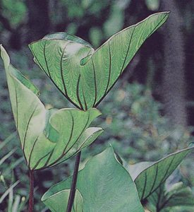 Colocasia Coffee Cups - Photo by: Proven Winners.