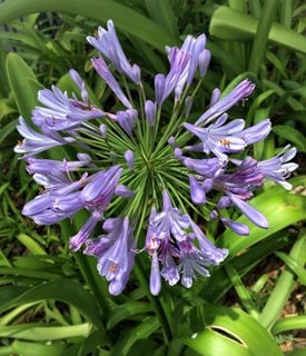 are agapanthus poisonous to dogs