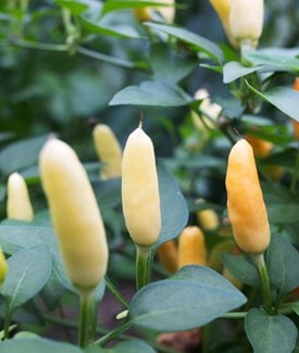 Chilly Chili ornamental pepper