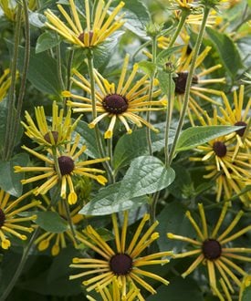 'Henry Eilers' black-eyed Susan