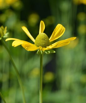 'Herbstsonne' (Autumn Sun) black-eyed Susan