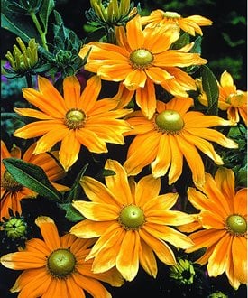 'Prairie Sun' black-eyed Susan