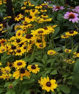 ‘Toto Lemon’ black-eyed Susan