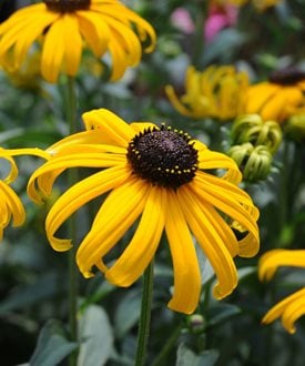 'Early Bird Gold' black-eyed Susan