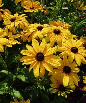 'Indian Summer' black-eyed Susan