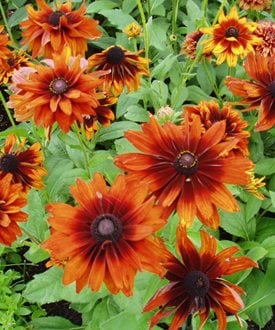 'Cherokee Sunset' black-eyed Susan