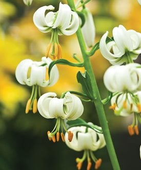 MARTAGON LILY - Photo by: Rob Cardillo.