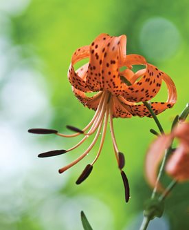 TIGER LILY - Photo by: Rob Cardillo.