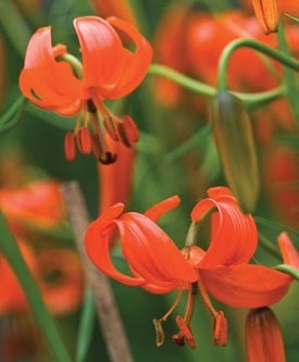 CORAL LILY - Photo by: Rob Cardillo.