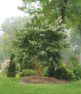 Temple of Bloom Heptacodium