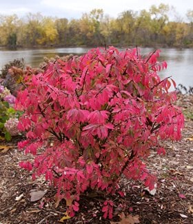 Fire Ball Seedless® Burning Bush