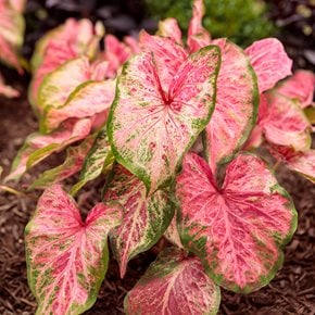 Blushing Bride Caladium, Caladium Hortulanum
Proven Winners
Sycamore, IL