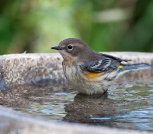 bird bath