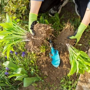 Dividing Hosta Plants, How To Divide Perennials
Shutterstock.com
New York, NY