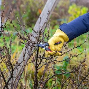 Pruning Shrub
Shutterstock.com
New York, NY