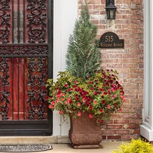 Summer Container With Shrub
Proven Winners
Sycamore, IL