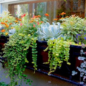Window Box
Garden Design
Calimesa, CA
