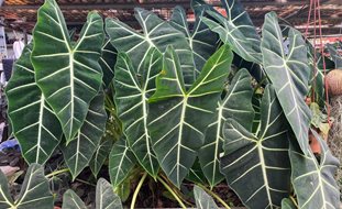 Alocasia Frydek, Alocasia Micholitziana 'frydek'
Shutterstock.com
New York, NY