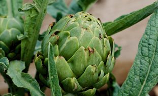 Artichoke, Spring Vegetable
Pixabay