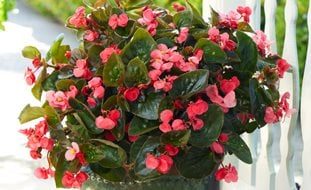 Begonia Surefire Rose, Pink Begonia, Potted Begonia
Proven Winners
Sycamore, IL