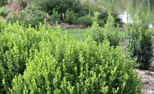 Boxwood, Sprinter
Proven Winners
Sycamore, IL