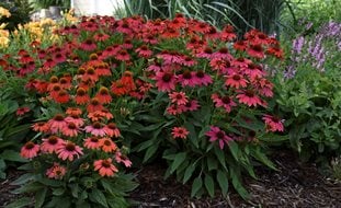 Nepeta 'Cat's Pajamas'  Rustic landscaping front yard, Front yard