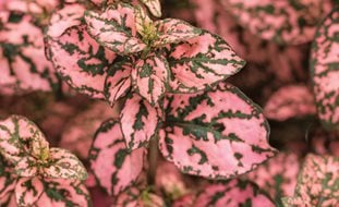 Hippo Pink Polka Dot Plant, Pink And Green Leaves, Pink Polka Dot Plant
Proven Winners
Sycamore, IL
