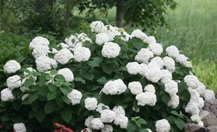 Incrediball Hydrangea, Hydrangea, White Flower, Flowering Shrub
Proven Winners
Sycamore, IL