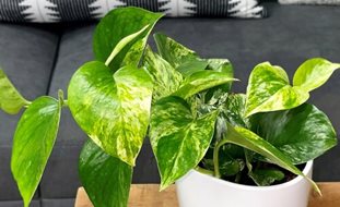 Marble Queen Pothos, Epipremnum Aureum
Proven Winners
Sycamore, IL