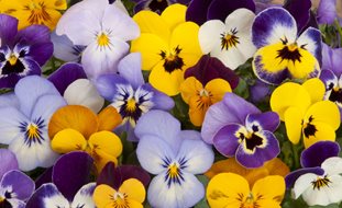 Pansy Flowers, Yellow Purple And White Pansies
Shutterstock.com
New York, NY