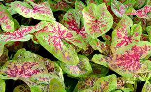 Raspberry Moon Caladium, Caladium Hortulanum
Proven Winners
Sycamore, IL