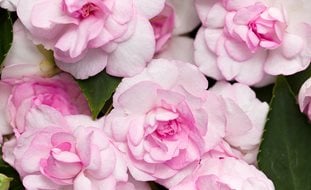 Rockapulco Appleblossom, Impatiens, Impatiens Walleriana
Proven Winners
Sycamore, IL