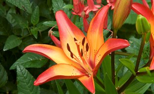 Royal Sunset Asiatic Lily, Lily Flower
Garden Design
Calimesa, CA