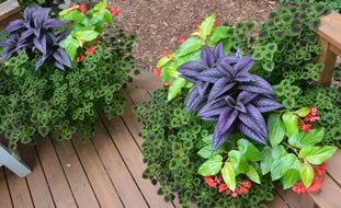 Shade Plant Container Combo, Persian Shield, Begonia, And Coleus
Garden Design
Calimesa, CA