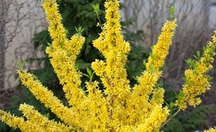 Show Off Forsythia, Forshythia, Floweing Shrub
Proven Winners
Sycamore, IL
