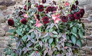 Summer Container Combination, Gladiolus, Dahlia, Cardinal Climber
Garden Design
Calimesa, CA