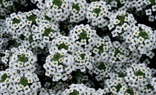 White Alyssum, Snow Princess
Proven Winners
Sycamore, IL