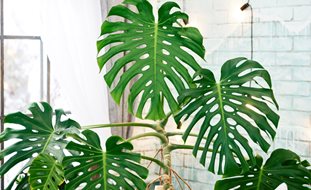Monstera Deliciosa, Monstera Houseplant, Swiss Cheese Plant
Shutterstock.com
New York, NY