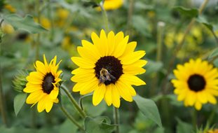 Suncredible Sunflower, Sunflower With Bee
Proven Winners
Sycamore, IL