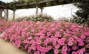 Vista Bubblegum Border, Supertunia Vista Bubblegum, Pink Petunia
Proven Winners
Sycamore, IL