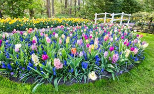 Bulb Garden, Flower Bulbs, Hyacinth, Tulips, Daffodils
A Rustic Perennial Paradise
Shutterstock.com
New York, NY