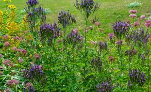 American Blue Vervain, Verbena Hastata
Shutterstock.com
New York, NY