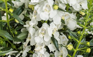 Angelface White Angelonia, White Angelonia
Proven Winners
Sycamore, IL
